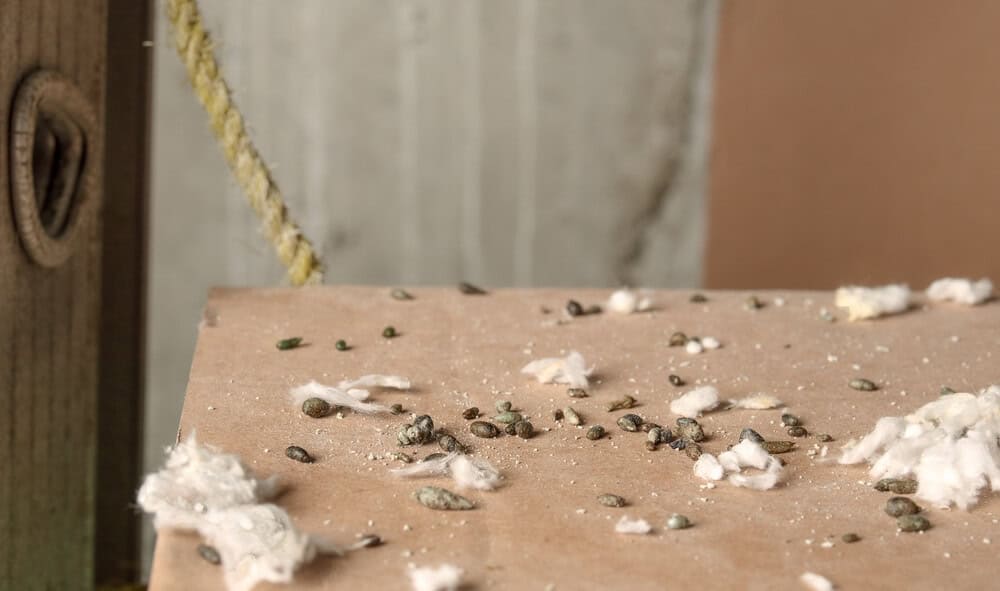 how to clean mouse droppings